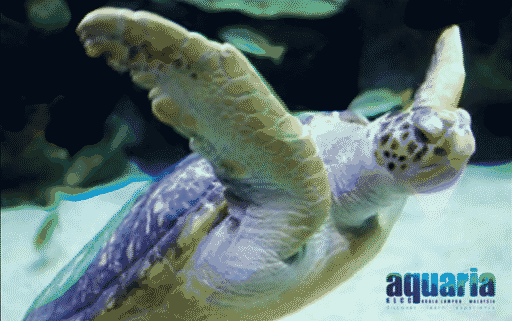 Aquaria KLCC (Weekend) gift card